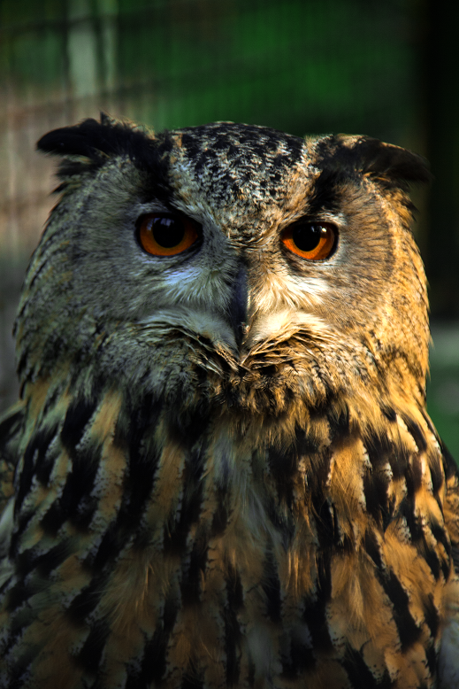 Samirah S Märchen über Wildtiere (Eule oder Uhu) TierZeit